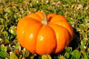 Description and characteristics of pumpkin varieties for open ground