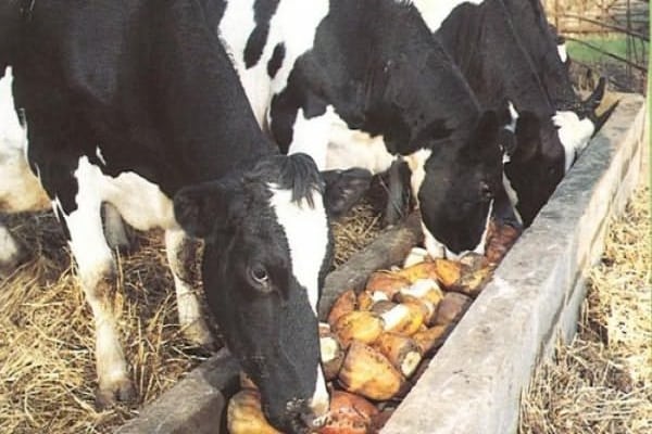 alimentando vacas
