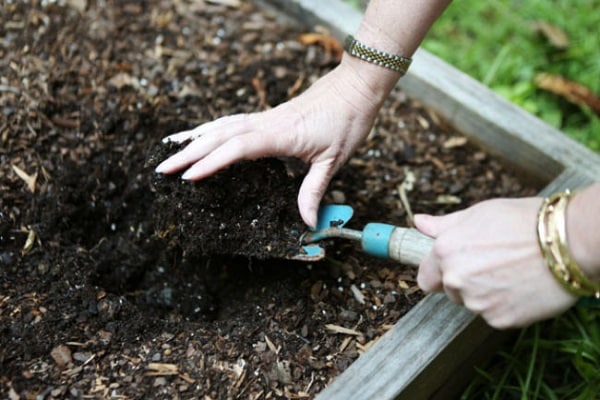 planting beets