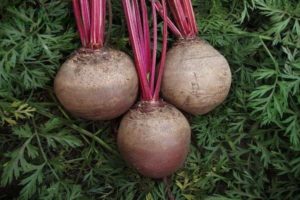 Is it possible to plant beets in late June or July in open ground