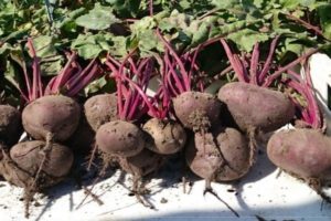 Description of the beet variety Wodan f1, features of cultivation and care