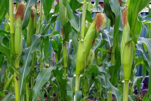 Açık tarlada mısır yetiştirme ve bakım teknolojisi, agroteknik koşullar