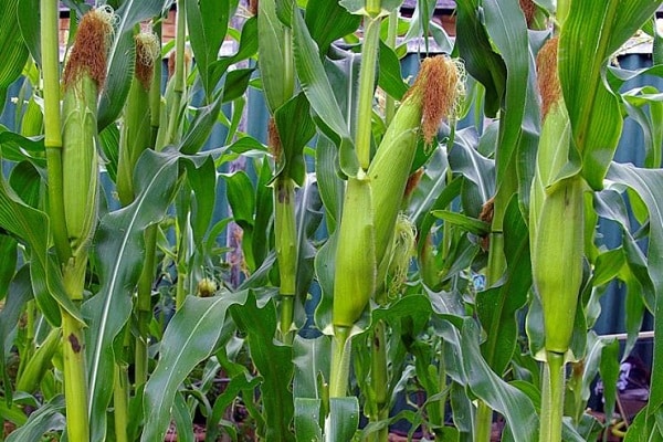 cultivos de maiz