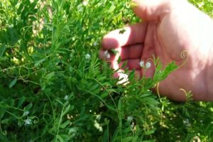 Linssien kasvatus- ja viljelytekniikka: miten ja missä ne kasvavat, sato