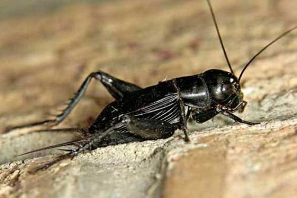 steppe cricket