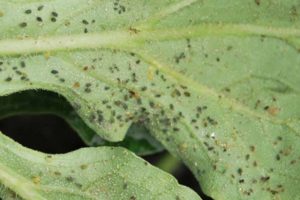 How to get rid and deal with aphids in zucchini, how to process them