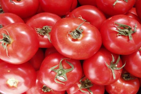 tomater i jorden