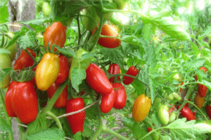 Opis odrody paradajok Red Fang, jej vlastnosti a produktivita