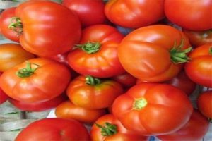 Descripción de la variedad de tomate Madonna f1, características de cultivo y cuidado.