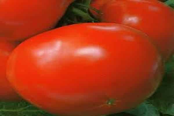audzē tomātu