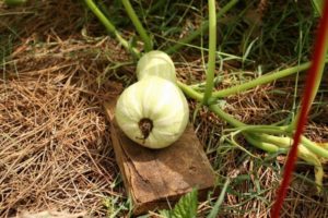 Descrizione della varietà di zucca Butternut, caratteristiche di coltivazione e cura