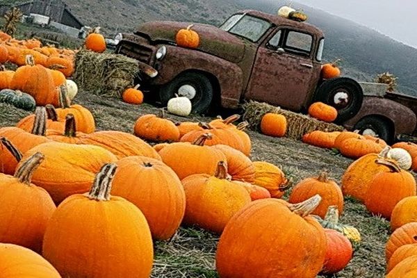 pumpkin and car