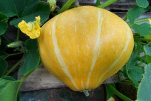 Description of the pumpkin variety Karavai, cultivation features and yield