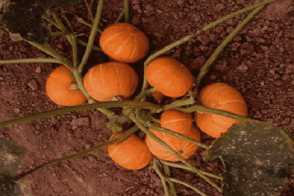 taronja de carbassa