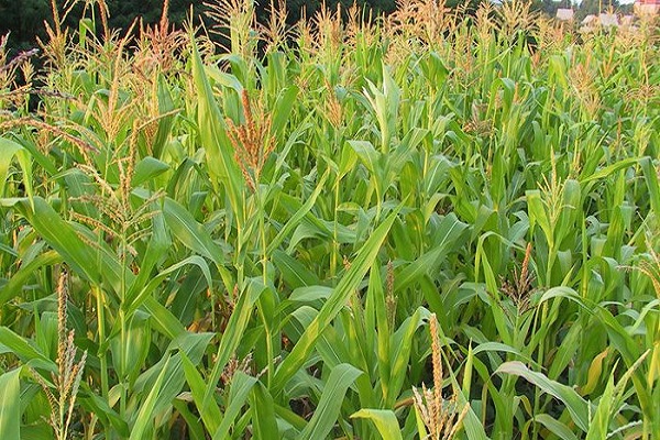 maíz por grano