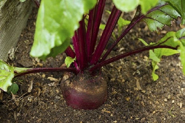 dig up the beets
