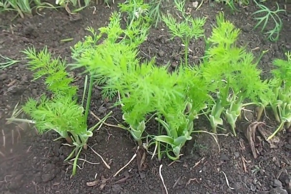 Description of the Alligator dill variety, features of cultivation and care