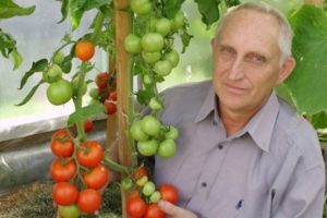 Tomaattilajikkeiden kuvaus Ainutlaatuinen Kulchitsky, viljely- ja hoitoominaisuudet