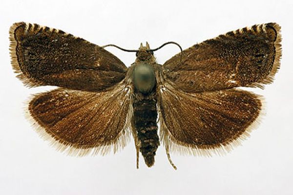 moth scoop