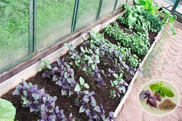 greenhouse and soil