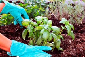 Hogyan kell megfelelően termeszteni és gondozni a bazsalikomot egy üvegházban