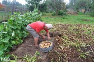 Normes de cultiu i cura de patates segons el mètode Kizima