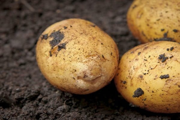 bulvės sodinimui