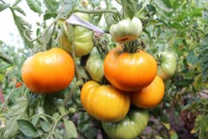 Opis odrody paradajok Golden Age, jej vlastnosti a produktivita