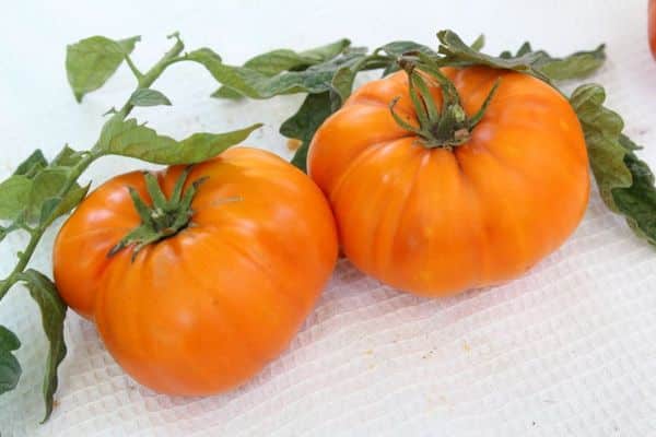 odmiana pomidora złoty wiek