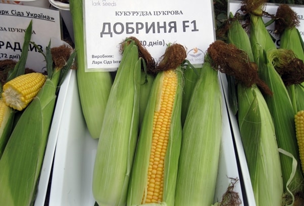 aparición de maíz Dobrynya