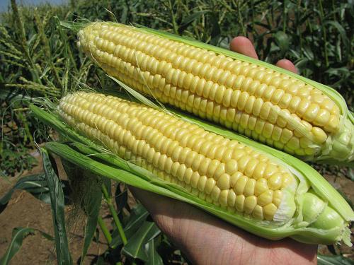 Appearance of Sweet Nugget corn