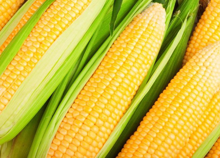 aparición de maíz noé