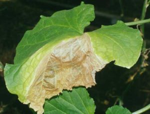 Varför torkar kanterna på gurkornas blad och vad man ska göra