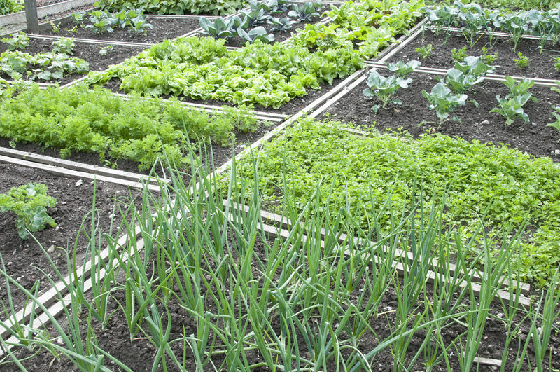 beds with vegetables