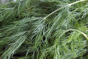 Description of the variety of dill Gribovsky, features of growing and care