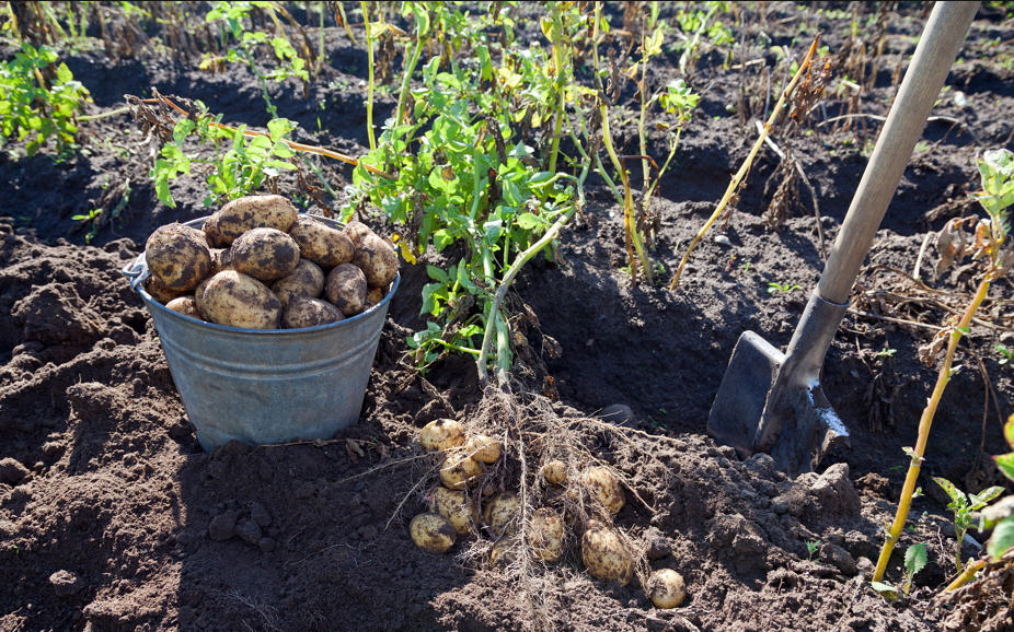 sbírání brambor
