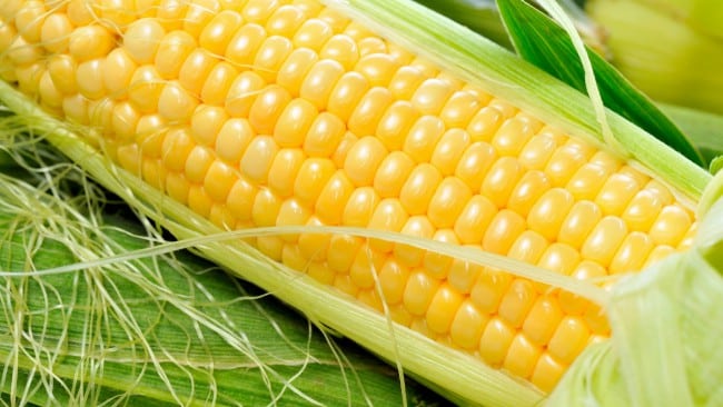 the appearance of sweet corn