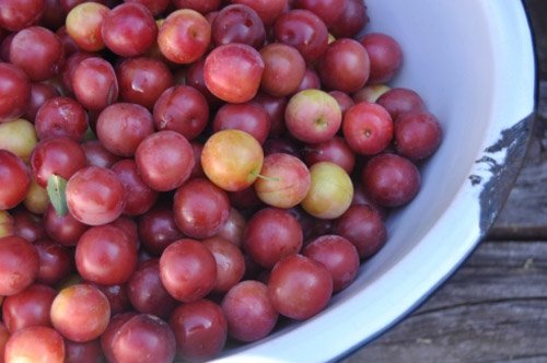 masarap na cherry plum