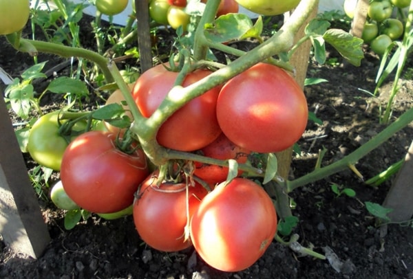 Tomaten-Himbeer-Wein f1 auf freiem Feld
