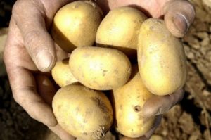 Kartupeļu šķirnes Uladar apraksts, audzēšanas un kopšanas iezīmes