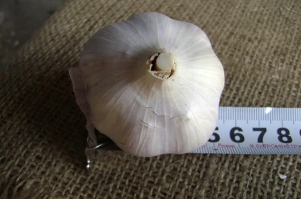 garlic size Kharkiv purple