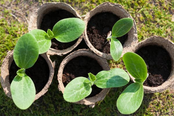 potted squash seedlings