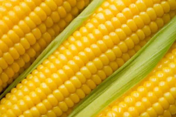 corn variety Voronezh 80