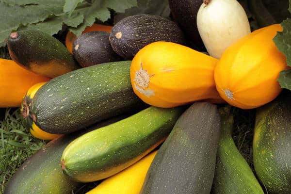 zucchini of different colors