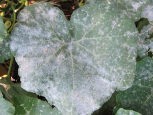 Why, after planting in the ground, the leaves of cucumbers turn white and what to do