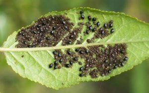 How to deal with aphids on parsley on the windowsill and garden beds, and how to handle it