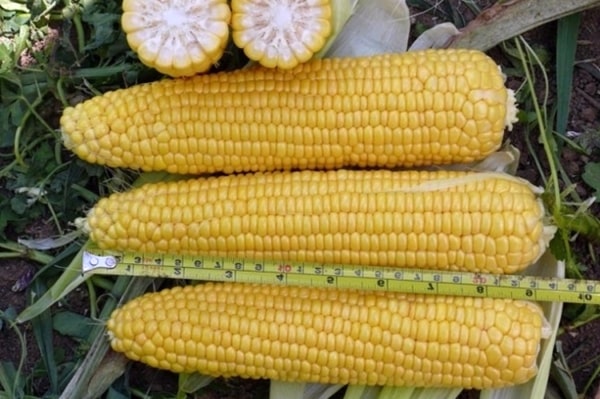 appearance of Dobrynya corn