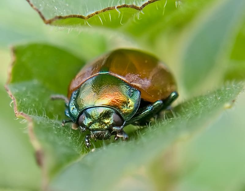 Escarabajo de hoja de menta