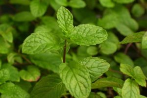 Description of the English mint variety, features of cultivation and care
