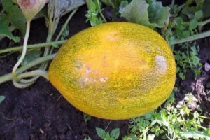 Methoden zur Bekämpfung von Melonenkrankheiten, deren Behandlung und Verarbeitung, Gefahr für den Menschen
